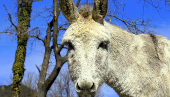马驴尽食江南票打一个生肖，重点全面解释
