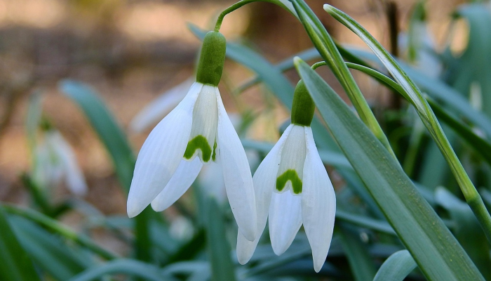 春风得意是什么生肖，经典解析资询