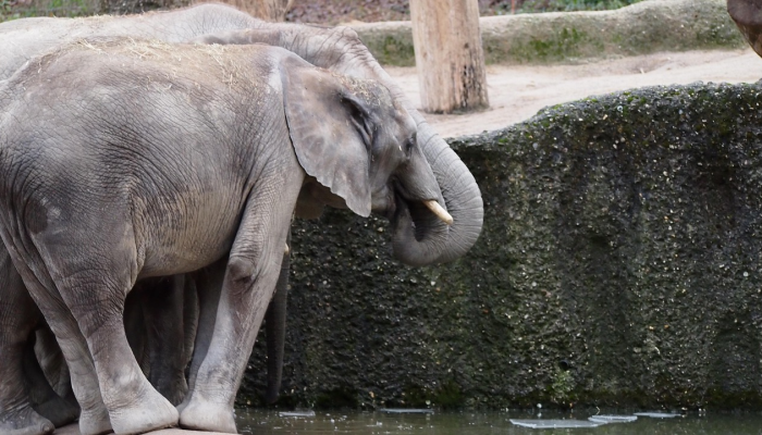 冰消雪融是什么生肖打一动物诠释解析落实 冰消雪融是什么生肖打一动物诠释解析落实