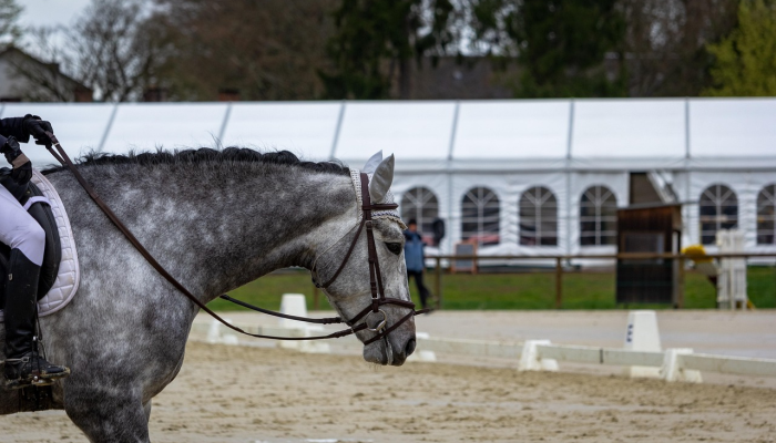 老牛骑马倒着走打一种生肖打一个动物，精选解释解析