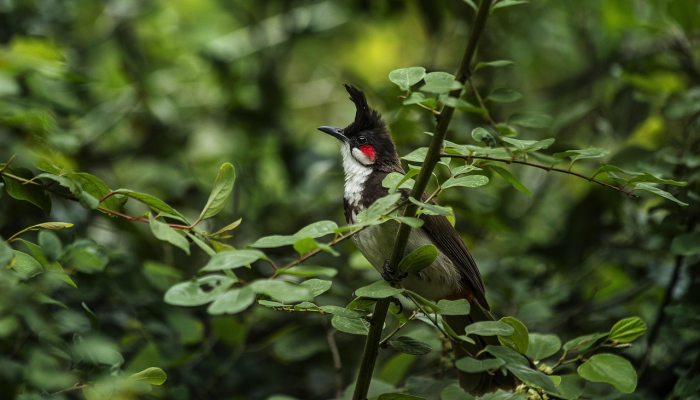 威风凛凛打一个生肖说的是什么生肖，权威解释说明
