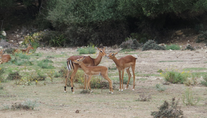 老牛骑马倒着走打一生肖是什么动物，答案解释