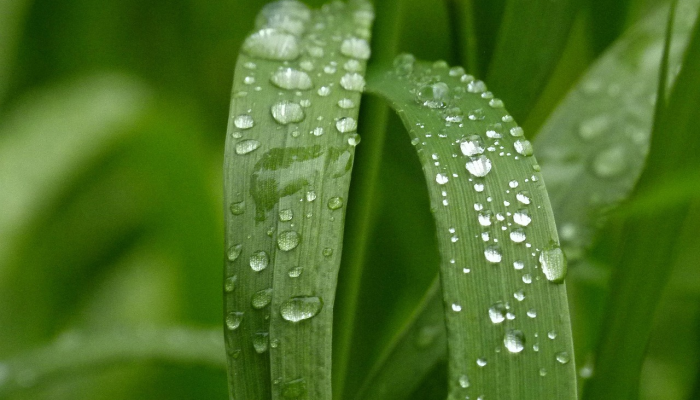正月初五望财神打一个生肖,重点落实 正月初五望财神打一个生肖,重点落实