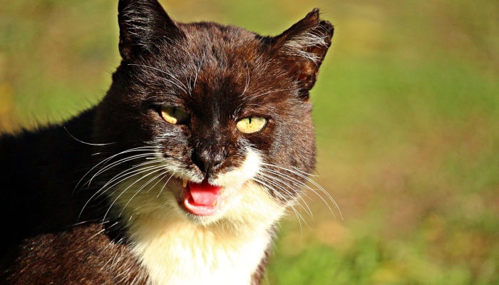 绿杨宜向雨中看打一个生肖，词语解答解析