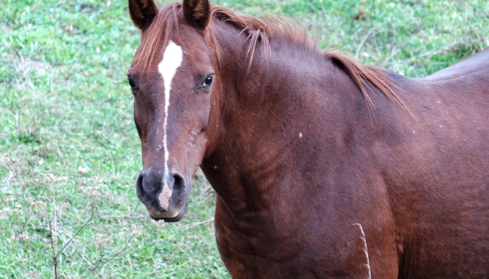 马到成功打一生肖打一种生肖动物，最新解答揭晓落实