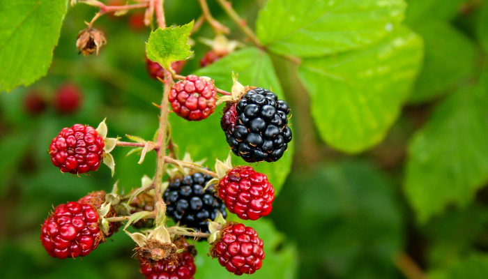 九州多少女贞子打一生肖,答案解释解析 九州多少女贞子打一生肖,答案解释解析
