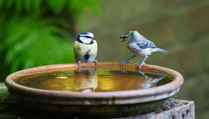 归心如飞是什么生肖猜一个动物,最佳解释 归心如飞是什么生肖猜一个动物,最佳解释
