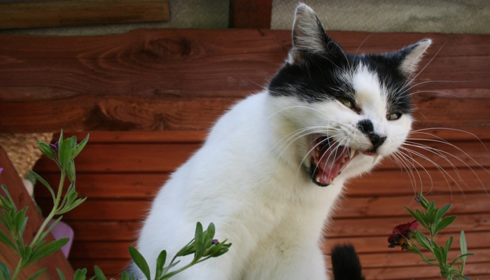 春天降临打一个生肖动物，独家视角解答落实