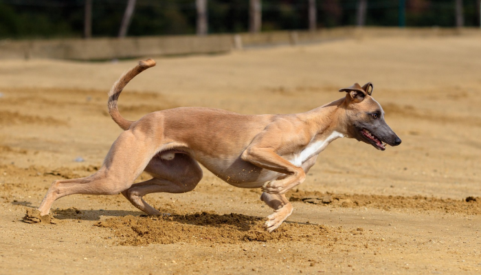 大将赤龙救世人打一个生肖是什么动物，最佳解释