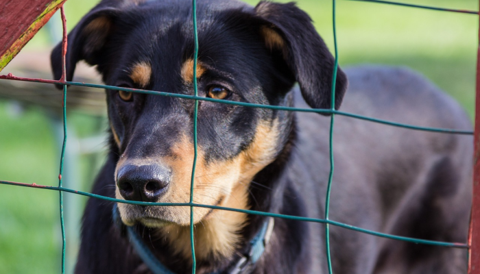 威风凛凛指什么生肖，作答解析解释