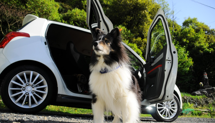 轿车牌照如联邦是什么生肖指的是什么动物生肖，全面解答解释落实