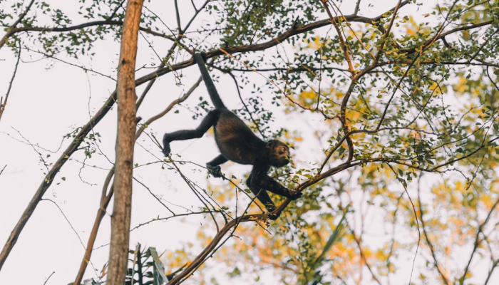 天赐王思蛇马舞，龙猴莫问出家人是什么生肖，最佳解释落实