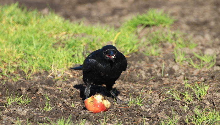 月落乌啼霜满天打一生肖动物说的是什么动物，专业解答过程落实