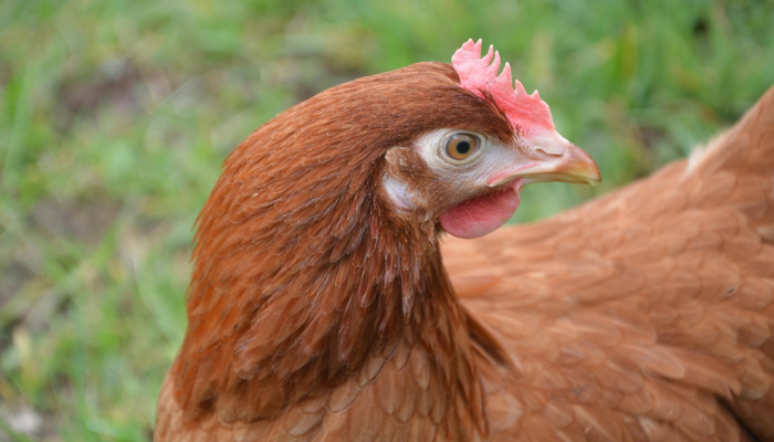 结婚庙会皆喜庆打一生肖打一种动物,最新解答揭晓落实 结婚庙会皆喜庆打一生肖打一种动物,最新解答揭晓落实