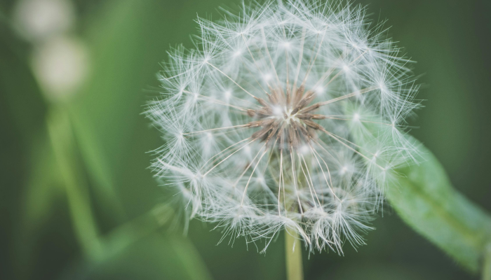 打草惊蛇打一个生肖,逻辑清晰解析落实 打草惊蛇打一个生肖,逻辑清晰解析落实