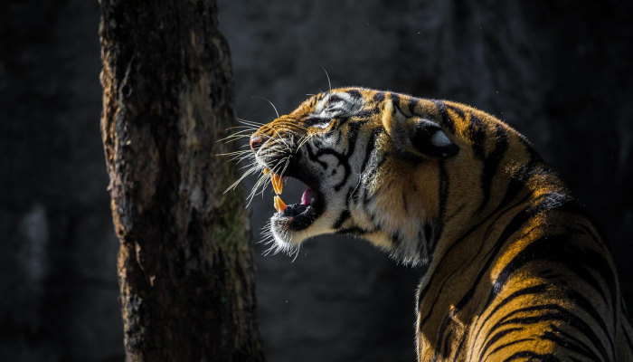 如奉偷音免苦恼,盲衡乱撞枉徒劳是什么生肖打一动物,作答解释 如奉偷音免苦恼,盲衡乱撞枉徒劳是什么生肖打一动物,作答解释