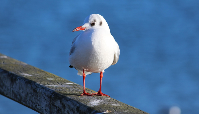 春天降临打一生肖动物是啥生肖,标准解释 春天降临打一生肖动物是啥生肖,标准解释