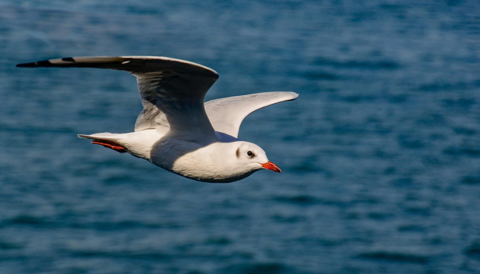 五雷轰顶是什么生肖是啥动物，权威解答