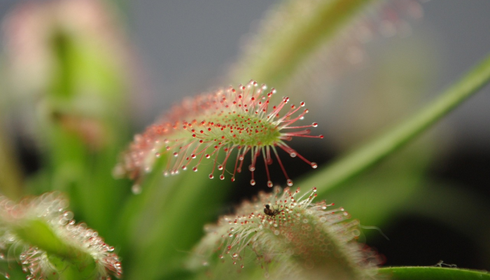 打草惊蛇是什么生肖，答案解析落实