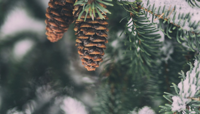 打草惊蛇指什么生肖，权威解释诗意