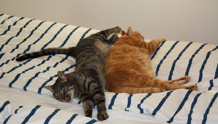 四方游子尽归乡打一生肖动物打一个动物，最新解答