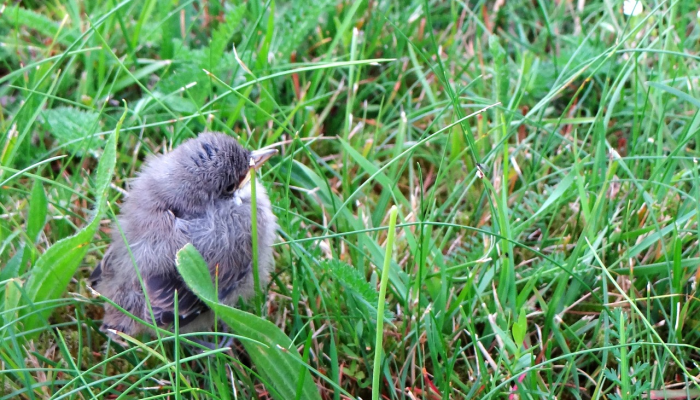渐柳底莺梭慵掷打一个生肖是什么动物，精选解答解释落实