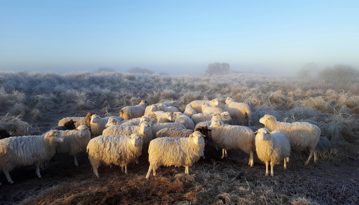 羊落虎口打一生肖数字，答案谜底即将揭晓