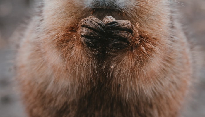 蛇鼠一窝定发家 好汉不吃回头草打一个生肖说的是什么生肖,权威解释说明 蛇鼠一窝定发家 好汉不吃回头草打一个生肖说的是什么生肖,权威解释说明