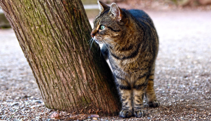 一口吸尽西江水打一个生肖代表什么动物生肖,精选快答 一口吸尽西江水打一个生肖代表什么动物生肖,精选快答