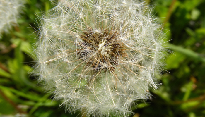 羊落虎口是什么生肖打一动物，经典解析