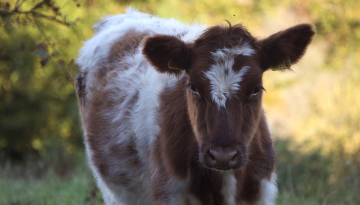 想象打一生肖是什么生肖动物，作答解释解析