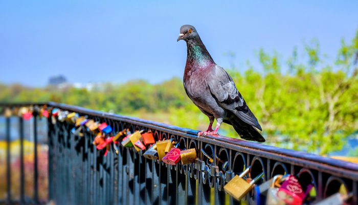 石梁一道锁晴江是什么生肖打一个生肖动物，核心要点解析