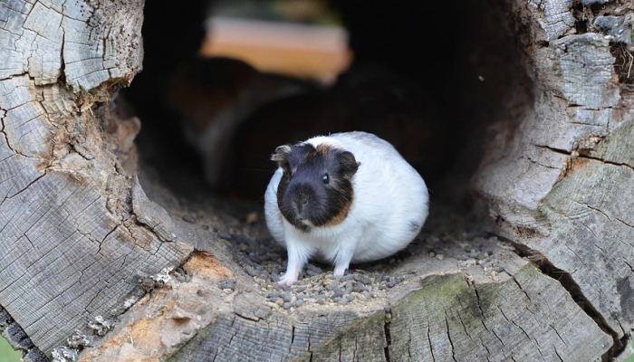 蛇鼠一窝定发家 好汉不吃回头草打一个生肖，经典资询解释