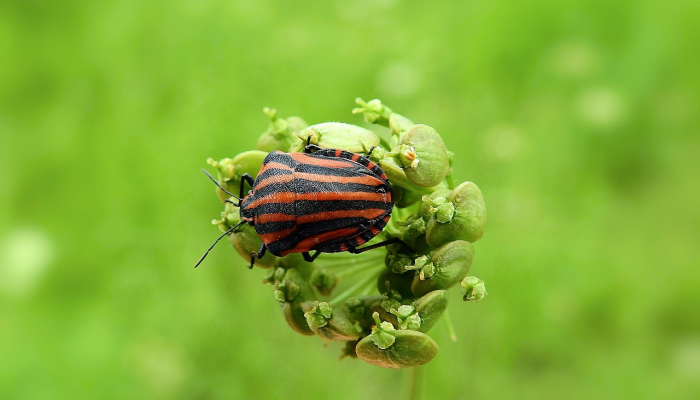 隔帘零落杏花阴打一生肖是啥动物，刚刚解答解释