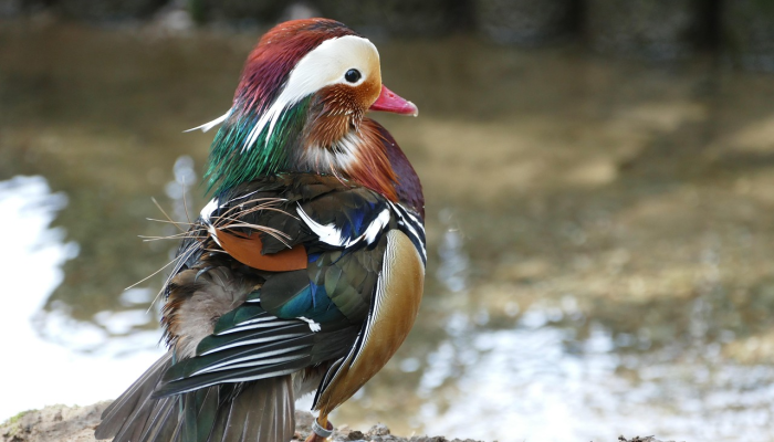 危如朝露是什么生肖，权威解释在此落实