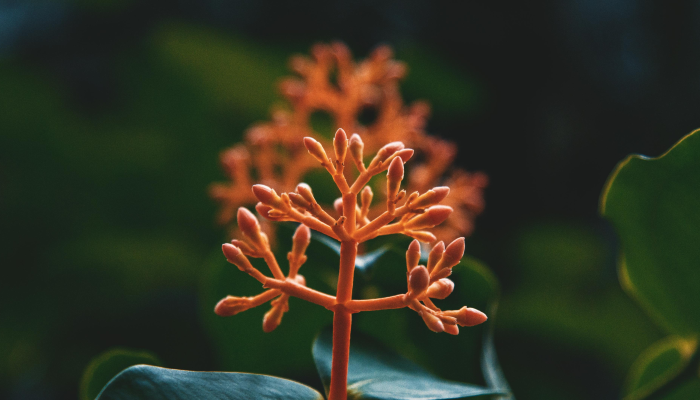 子规夜啼山竹裂打一个生肖,答案落实落实 子规夜啼山竹裂打一个生肖,答案落实落实
