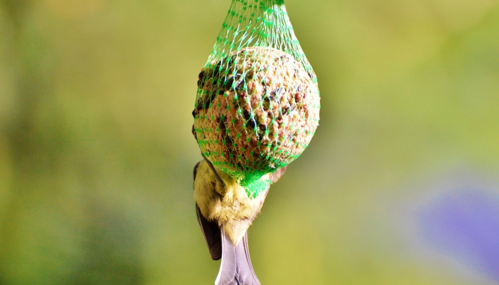 好汉不吃眼前亏，走四方实力雄厚打一个生肖代表什么动物生肖，精选快答