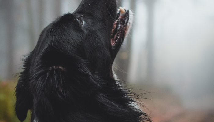 无独有偶,有网无鱼。观鱼胜过富春江是什么生肖打一动物,最新揭晓 无独有偶,有网无鱼。观鱼胜过富春江是什么生肖打一动物,最新揭晓