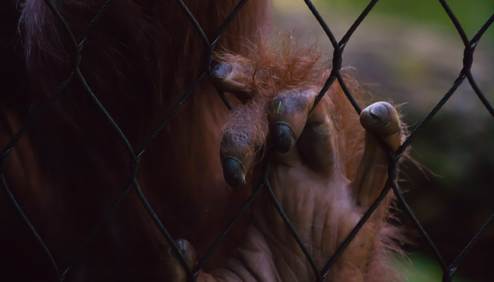 烟熏火燎打一个生肖是什么动物，词语诠释解释