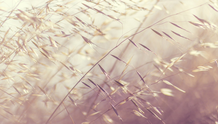 意怜光彩固无瑕，草木沾恩始是恩是什么生肖，深度解析不容错过