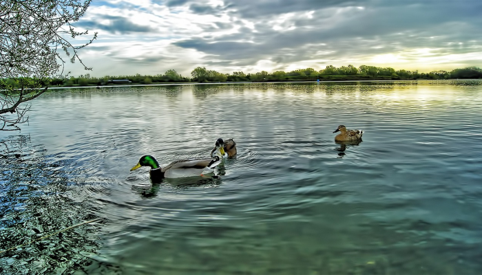 良辰美景打一生肖说的是什么动物，最新解答揭晓