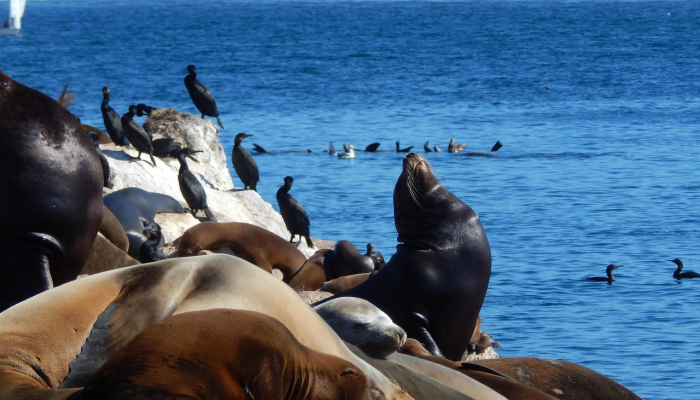 享尽富足思野趣是什么生肖打一个生肖动物，核心要点解析