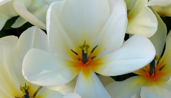 意怜光彩固无瑕，草木沾恩始是恩打一个生肖，资询解释落实