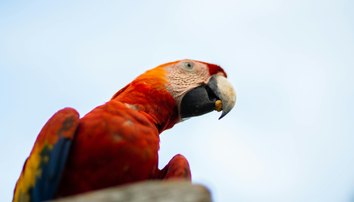 穿廉海燕双飞去代表什么生肖,权威解释 穿廉海燕双飞去代表什么生肖,权威解释