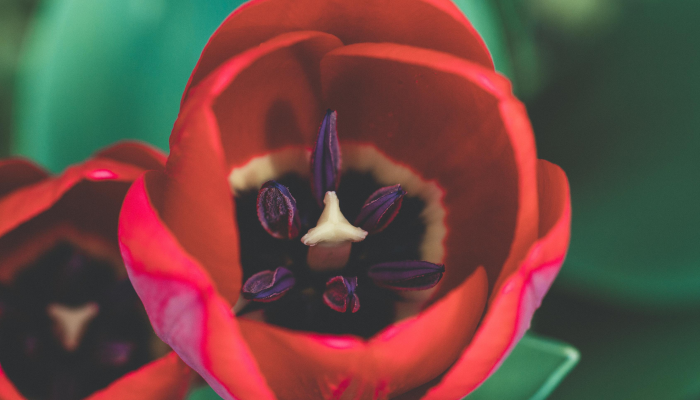 两次强震隔年余打一个生肖是什么生肖，核心要点解释落实