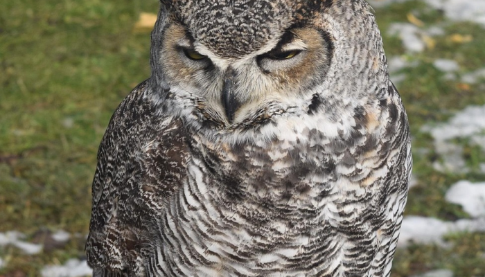 公开场合打一生肖指什么动物，答案诠释