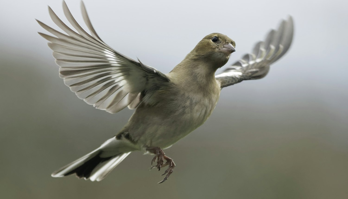 三五飞絮沾衣裳，三九残花立马前是什么生肖说一个动物，最新解释