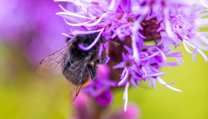 虫丝罥尽黄葵叶，桂阳卿月光辉遍打一生肖，答案解释
