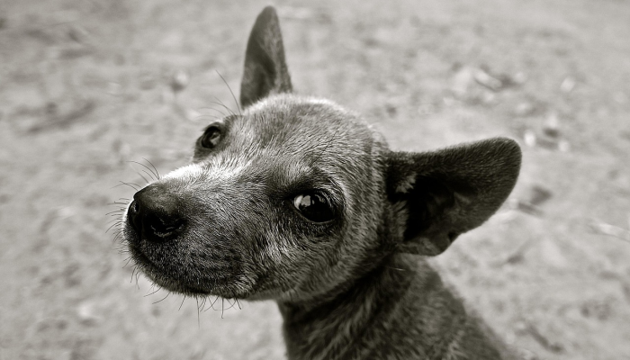 立志孤高壮士图打一生肖说的是什么动物，最新解答揭晓