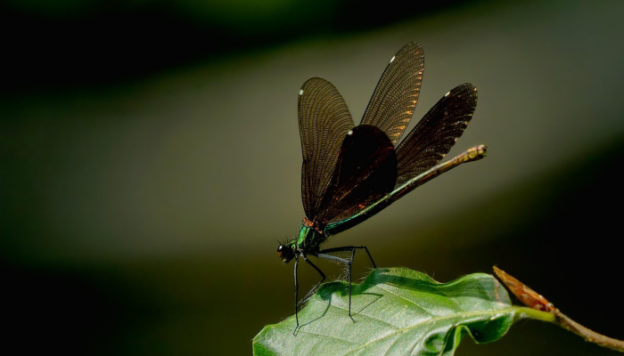 虫丝罥尽黄葵叶，桂阳卿月光辉遍打一个生肖，全面解答